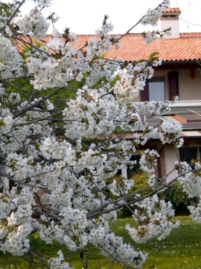 Agriturismo Il Magicorto Cassola Ngoại thất bức ảnh